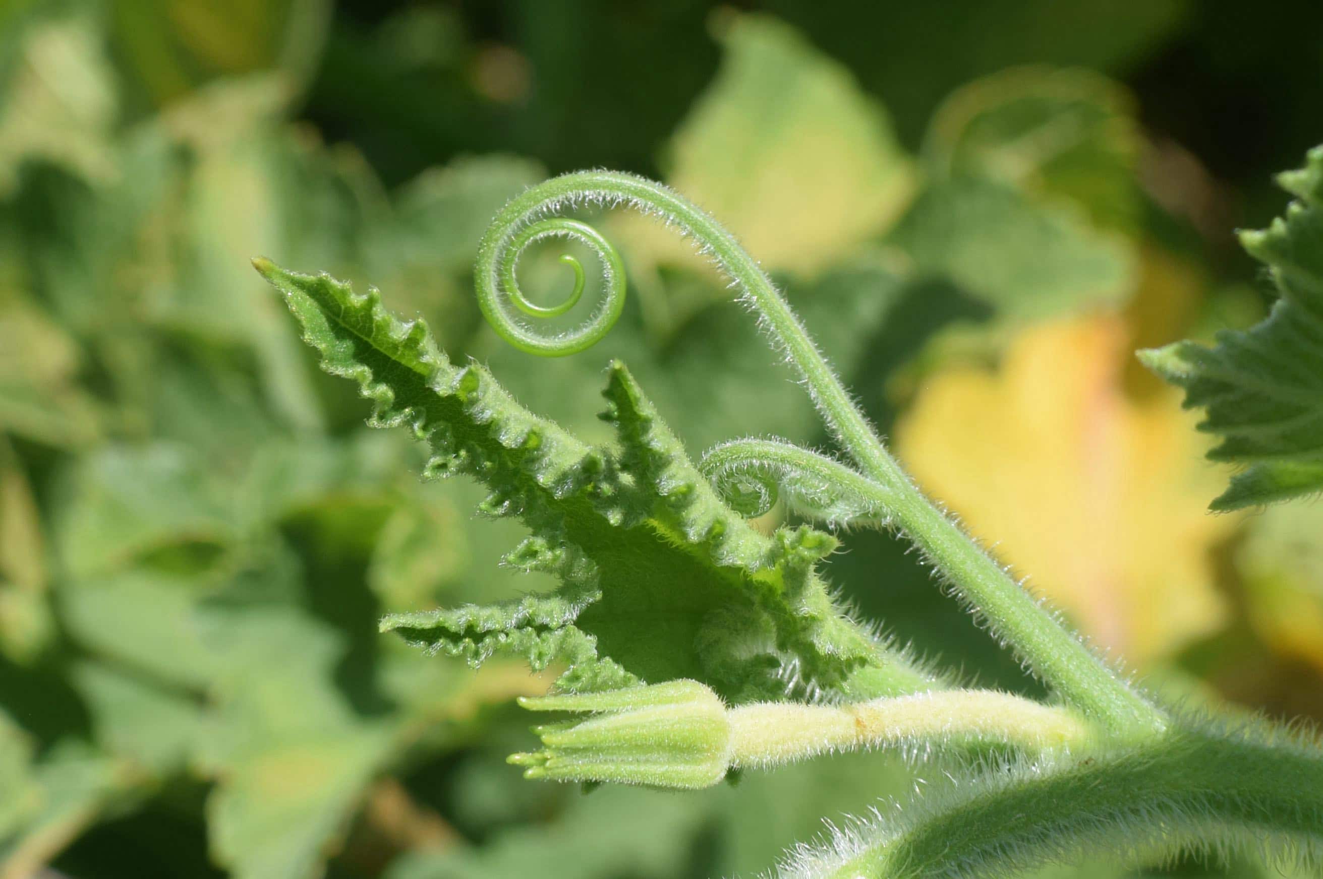 fotografia in primo piano di viticci verdi a forma di spirale, ha le foglie seghettate e morbidi peli sullo stelo.