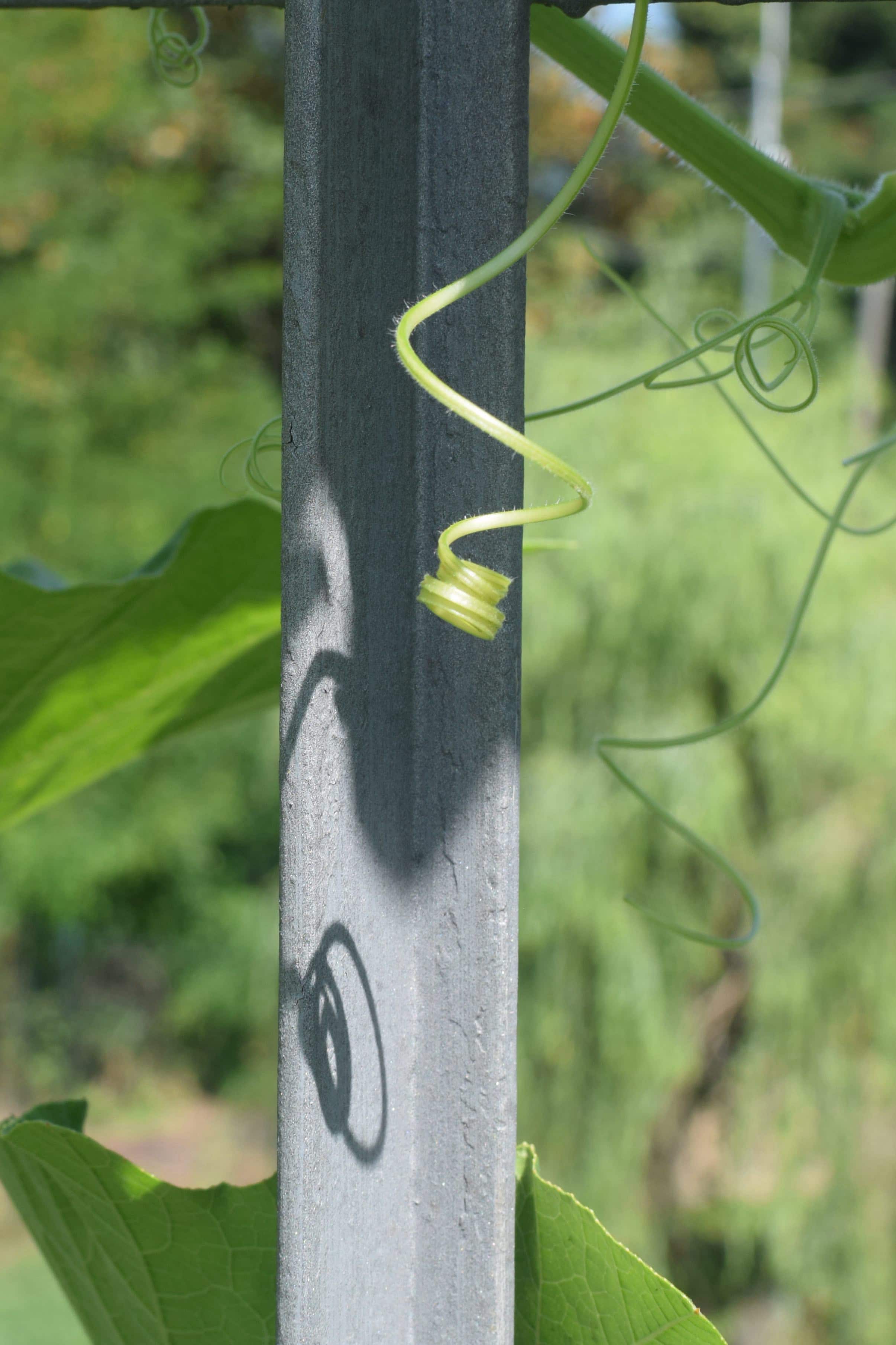 Fotografia in macro di un viticcio con uan spirale all'estremita. lo sfondo è una barra metallica verticale dove il viticcio proietta la sua ombra.