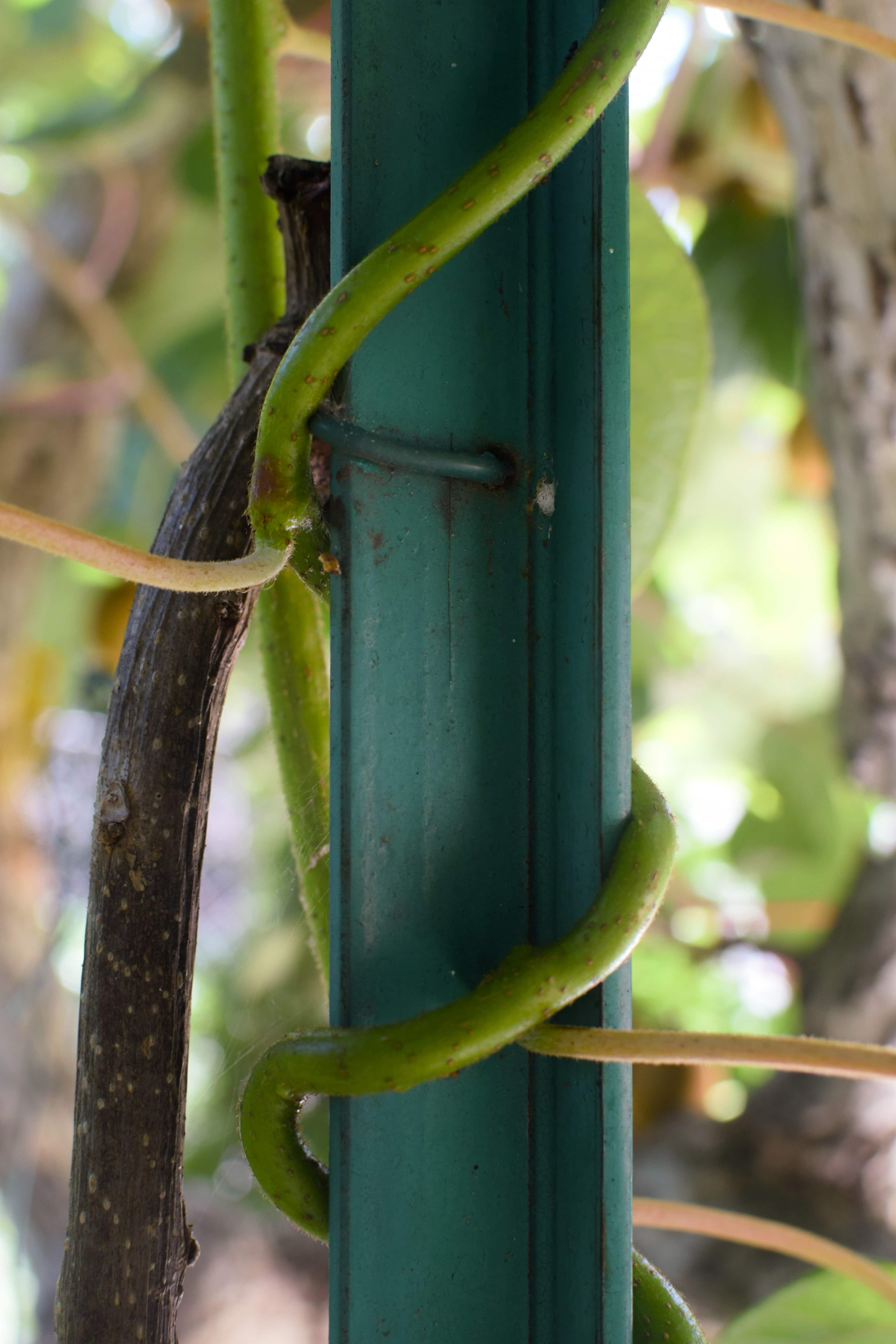 Fotografia in macro di un ramo di vite verde che si avvolge a spirale attorno a un palo metallico in verticale con uno sfondo sfocato di foglie e rami.