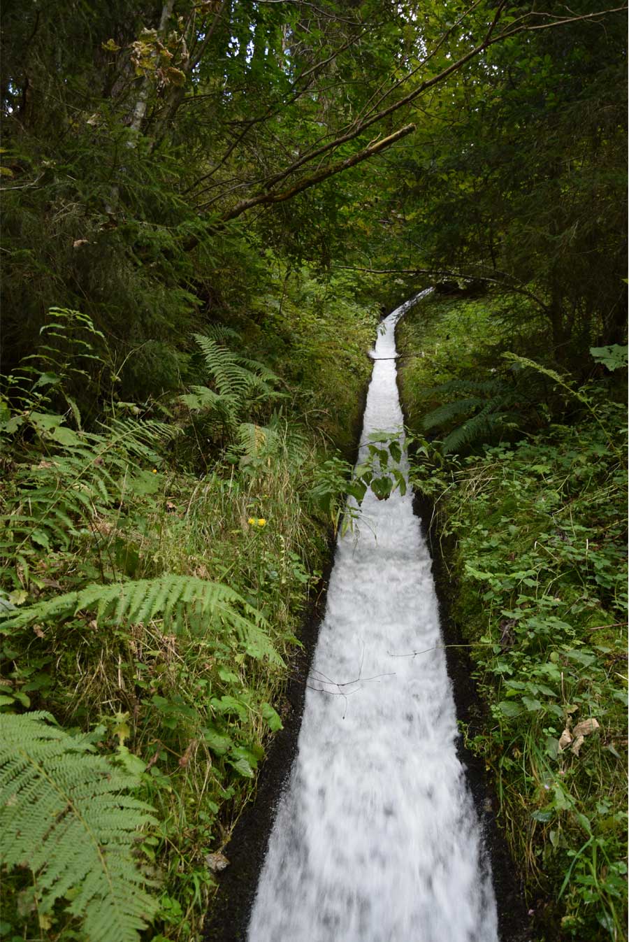 Fotografia di uno scivolo per l'acqua in mezzo al bosco.